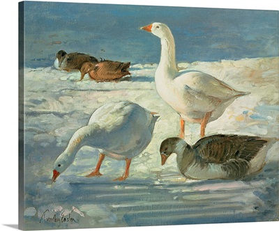 Geese and Mallards, 2000
