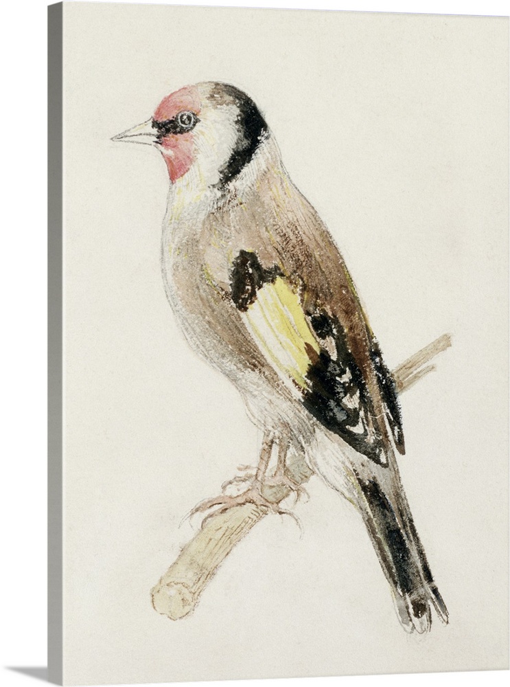 LMG109187 Credit: Goldfinch, from The Farnley Book of Birds, c.1816 (pencil and w/c on paper) by Joseph Mallord William Tu...