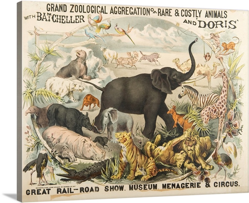 Grand Zoological Aggregation Of Rare And Costly Animals With Batcheller 