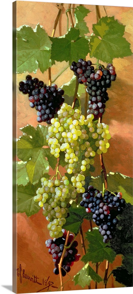 Grapes, 1897
