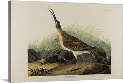 Great Esquimaux Curlew, 1835