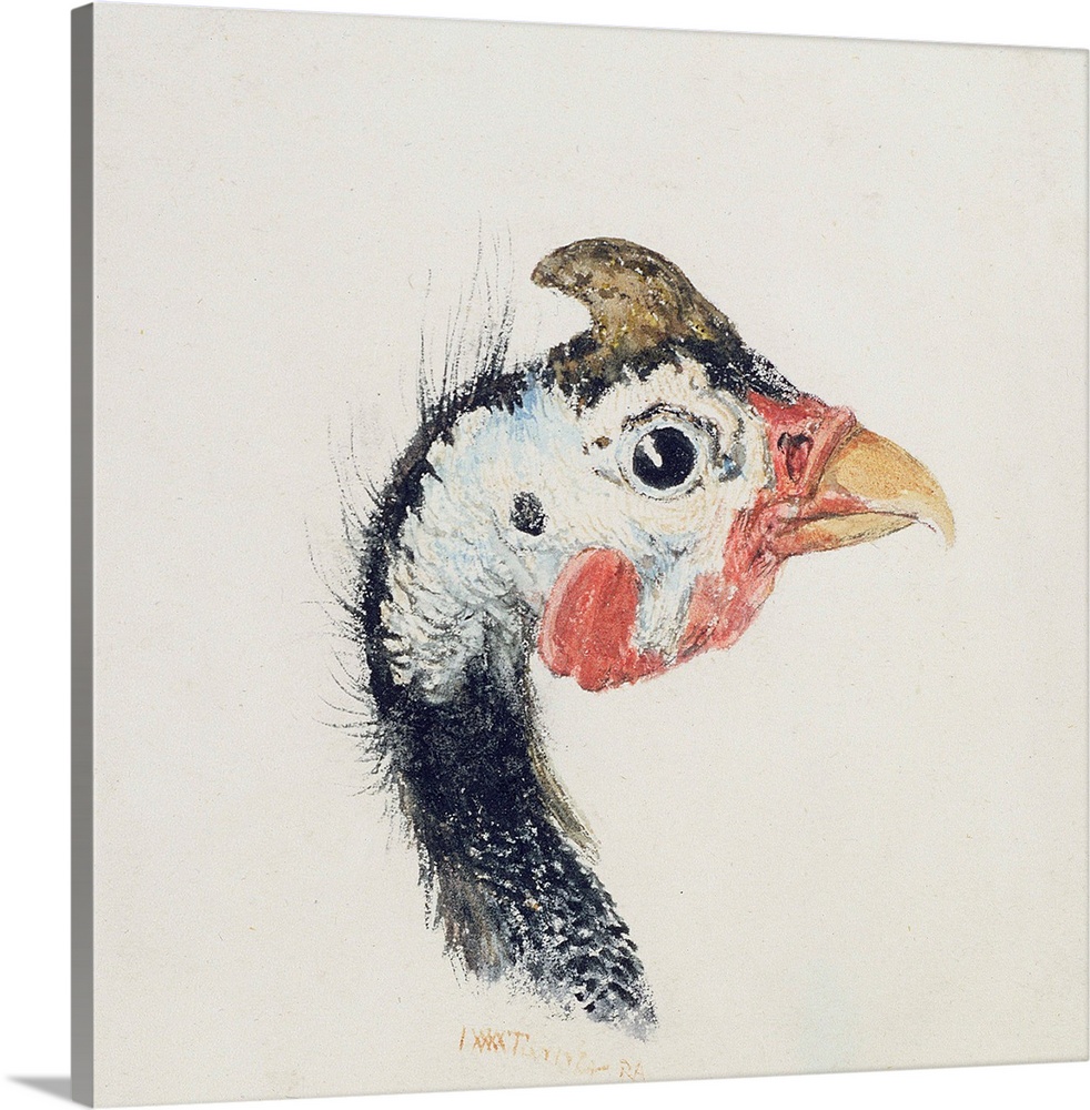 Guinea Fowl, from The Farnley Book of Birds, c.1816 by Joseph Mallord William Turner (1775-1851)Leeds Museums and Gallerie...
