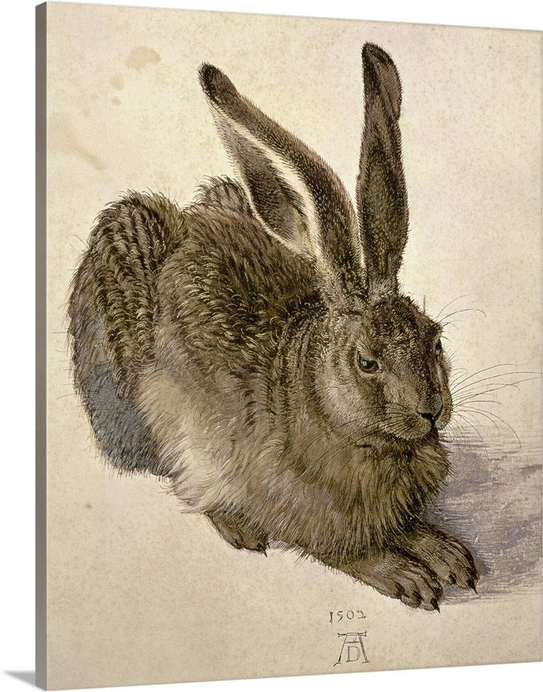 XAM387 Hare, 1502 (w/c on paper)  by Durer or Duerer, Albrecht (1471-1528); watercolour on paper; Graphische Sammlung Albe...