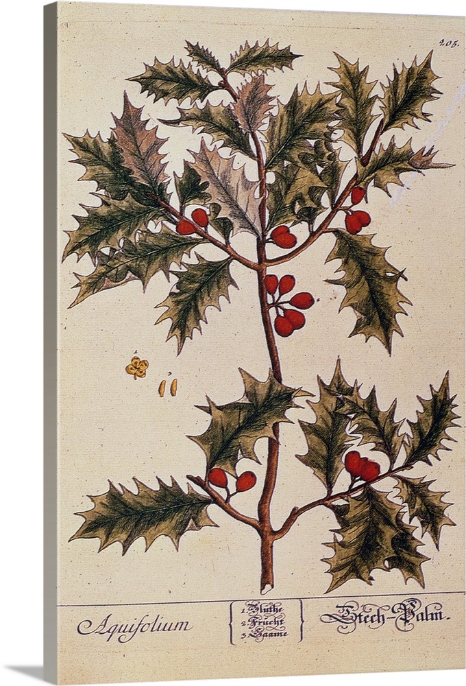 BAL22796 Holly from 'A Curious Herbal', 1782 by Blackwell, Elizabeth (fl.1757-82); Private Collection; English,  out of co...