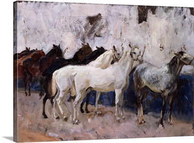 Horses At Palma, Majorca, Spain, 1908