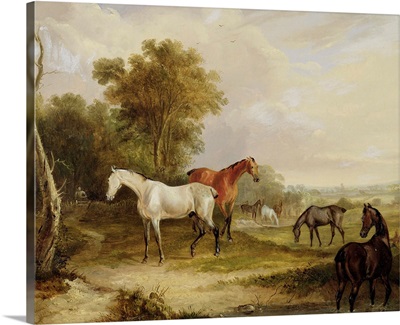 Horses Grazing: A Grey Stallion grazing with Mares in a Meadow