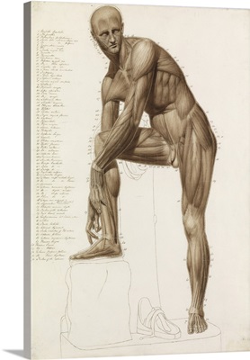 Human Musculature, In The Pose Of Praxiteles' 'Hermes Fastening His Sandal'