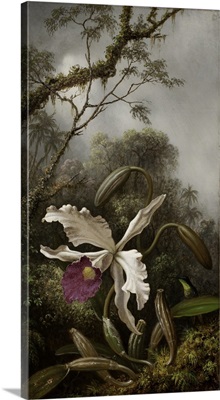 Hummingbird With White Orchid, 1875-1885