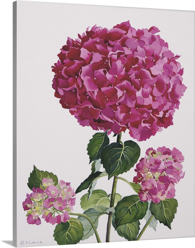 Hydrangea Wall Art, Canvas Prints, Framed Prints, Wall Peels | Great