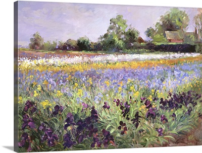 Iris Field and Two Cottages