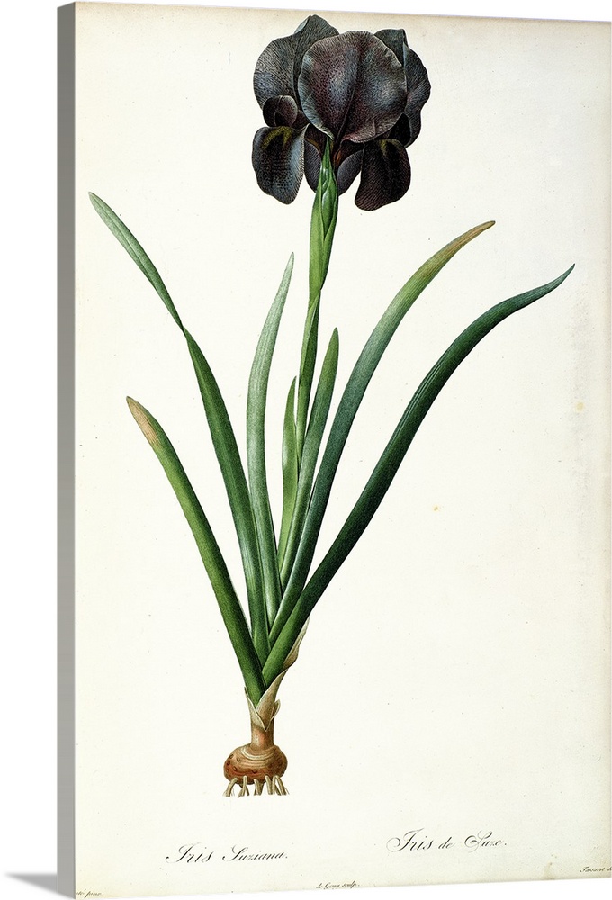 Iris Luxiana, from 'Les Liliacees', 1805 (originally coloured engraving)  by Redoute, Pierre Joseph (1759-1840).