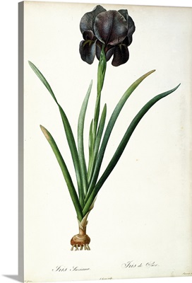 Iris Luxiana, From Les Liliacees, 1805