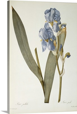 Iris Pallida, from Les Liliacees, 1812