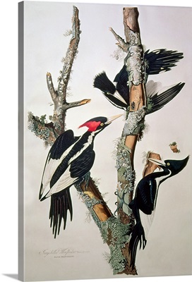 Ivory-billed Woodpecker, from 'Birds of America', 1829