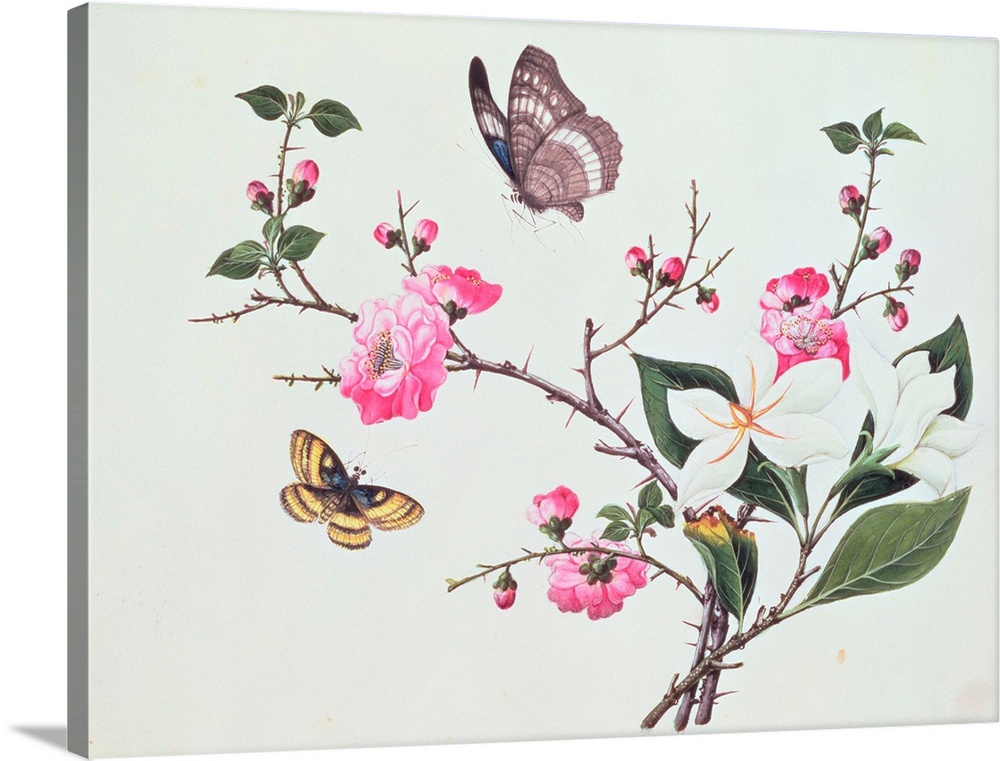 Japonica, Magnolia and Butterflies (w/c on paper); by Chinese School, (19th century); watercolour on paper Fitzwilliam Mus...
