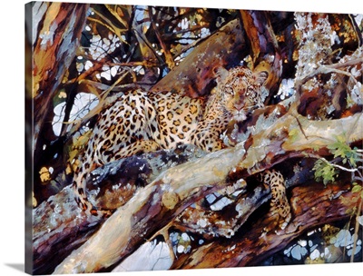 Kenyan Leopard, 1997