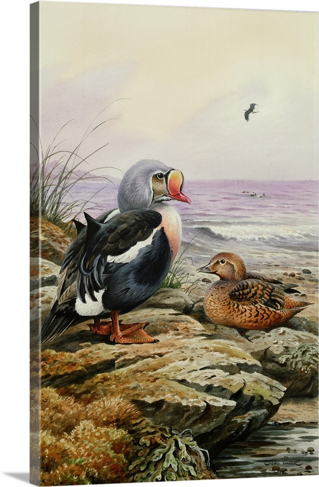 King Eider, originally watercolor.