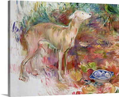 Laerte the Greyhound, 1894