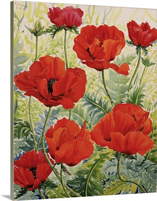 Large Red Poppies