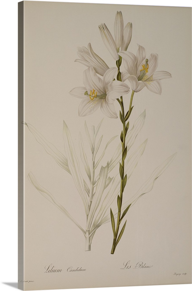 BAL46193 Lilium Candidum, from `Les Liliacees', 1807 (coloured engraving)  by Redoute, Pierre Joseph (1759-1840); Linnean ...