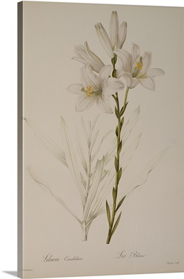 Lilium Candidum, from Les Liliacees, 1807