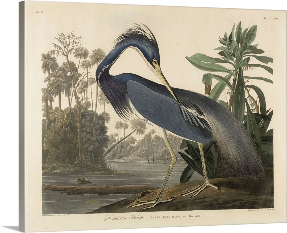 1834; after John James Audubon (1785-1851). Originally a hand-colored aquatint on woven paper.