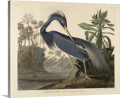 Louisiana Heron, 1834
