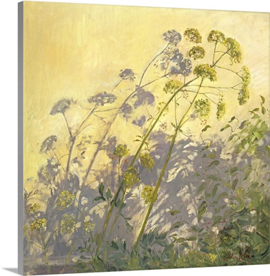 Lovage, Clematis and Shadows, 1999