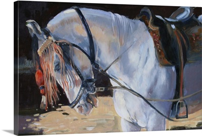 Marwari Horse, Rajasthan