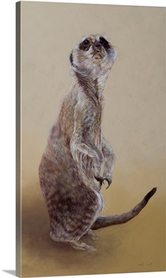 Meerkat 2, 2010