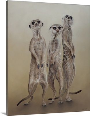 Meerkats, 2014
