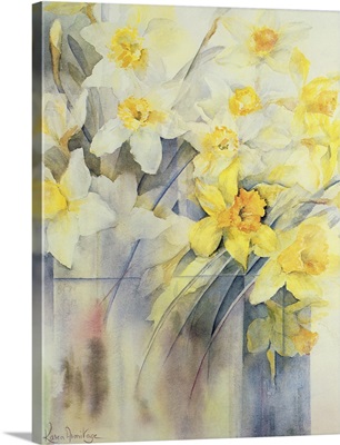Mixed Daffodils in a Tank