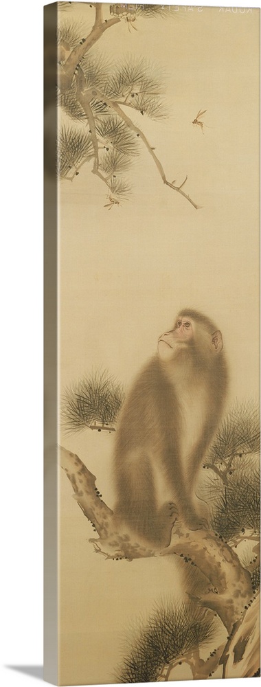 Monkey watching a dragonfly