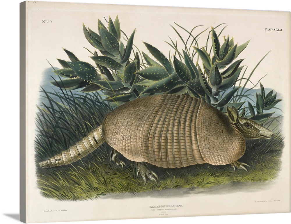 1848; Originally a hand-colored lithograph.