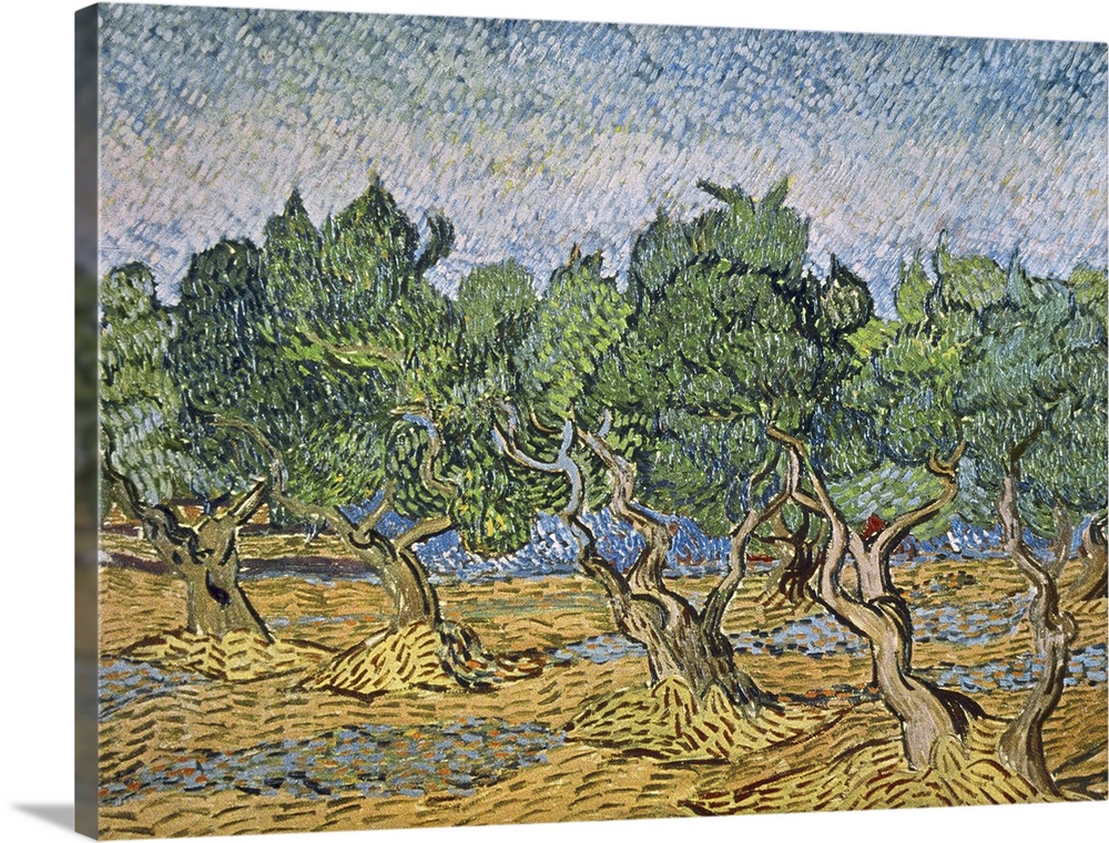 Olive Orchard, Violet Soil