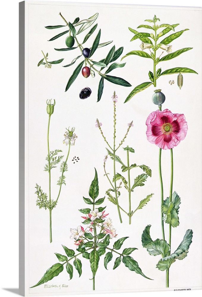 ERI64948 Opium Poppy and other plants (w/c)  by Rice, Elizabeth (Contemporary Artist); watercolour; Private Collection; En...