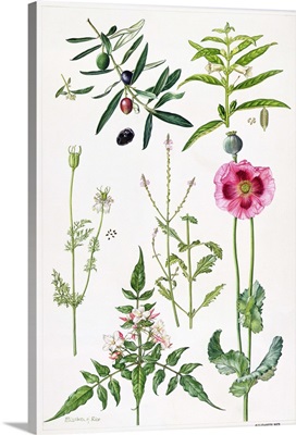 Opium Poppy and other plants