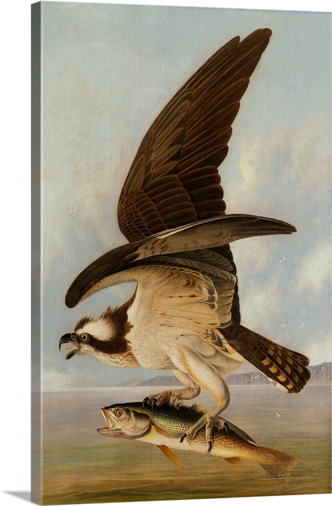 Osprey and Weakfish, 1829, oil on canvas on hardboard.  By John James Audubon (1785-1851).