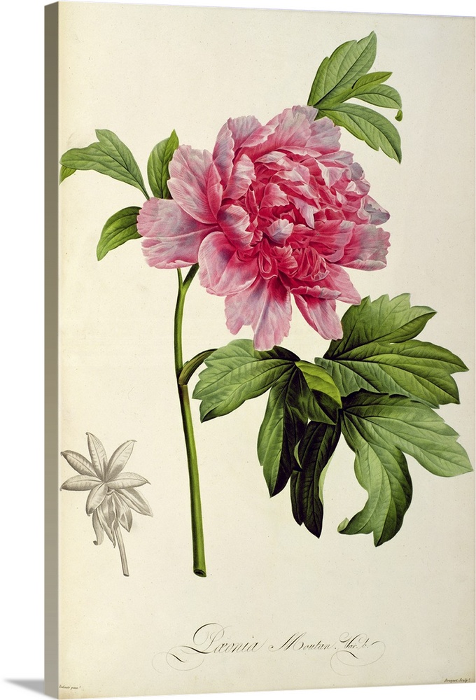 BAL46180 Paeonia Moutan, c.1799 (hand coloured engraving)  by Redoute, Pierre Joseph (1759-1840); Linnean Society, London,...