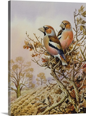 Pair of Chaffinches