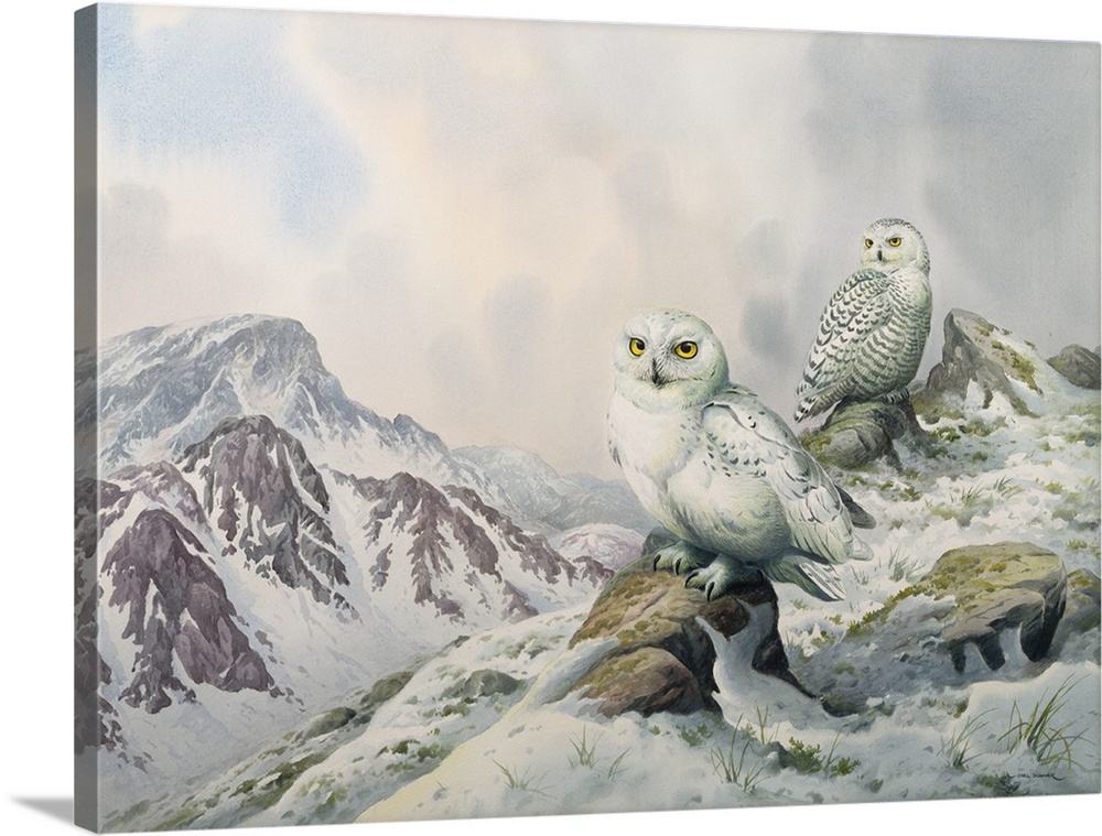 Pair of Snowy Owls in the Snowy Mountains, Australia