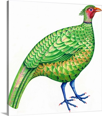 Pheasant, 1996