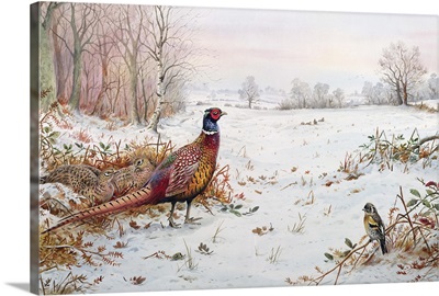 Pheasant and bramblefinch in the snow