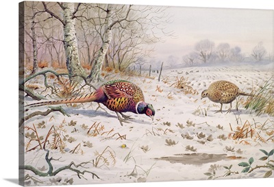 Pheasant and Partridge Eating