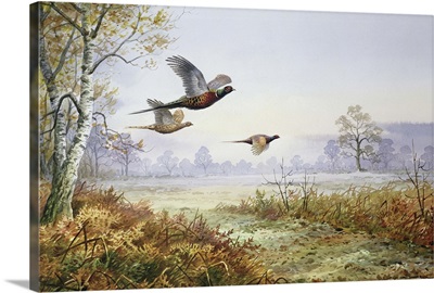 Pheasants in Flight