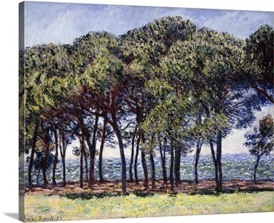 Pines, Cap d'Antibes, 1888