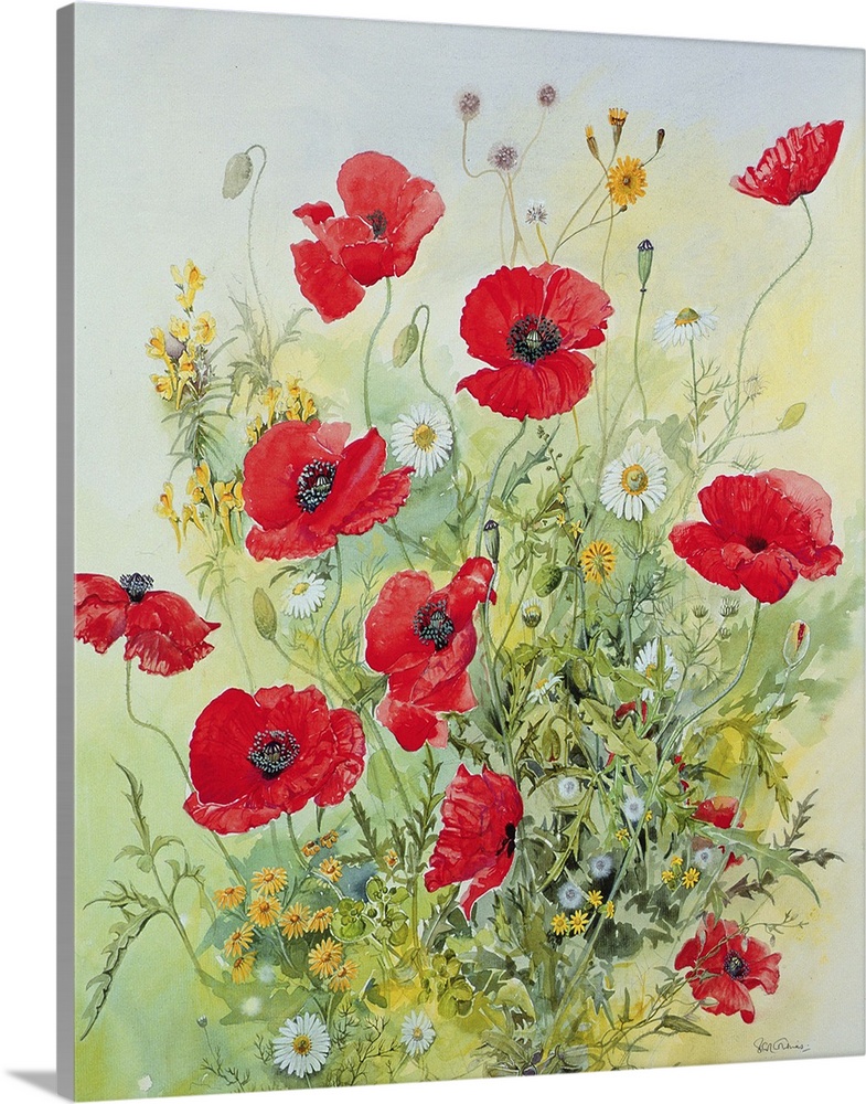 Poppies and Mayweed