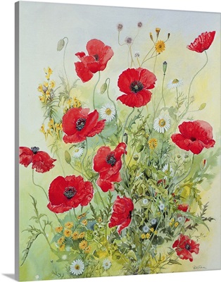 Poppies and Mayweed