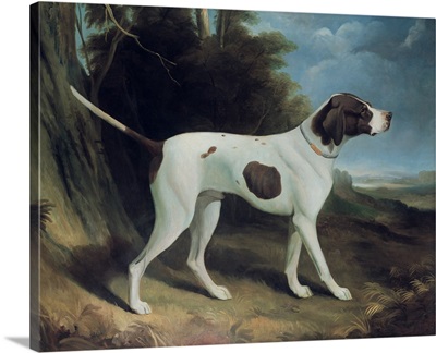 Portrait of a liver and white pointer