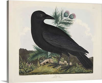 Raven, Corvus Corai, From 'A Selection Of British Birds', Pub 1835